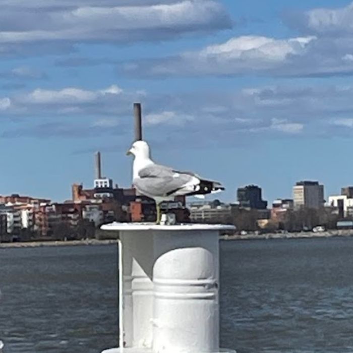 Gaviota en Finlandia.