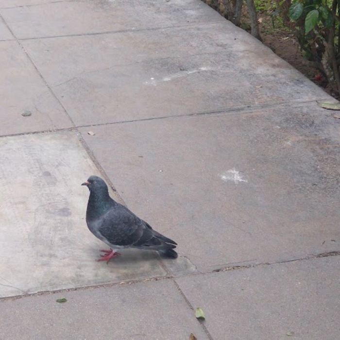 Paloma sobre la vereda.