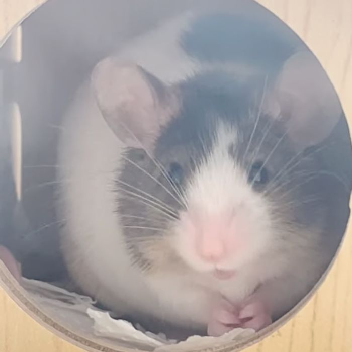 Tochi dentro de su casita de madera.