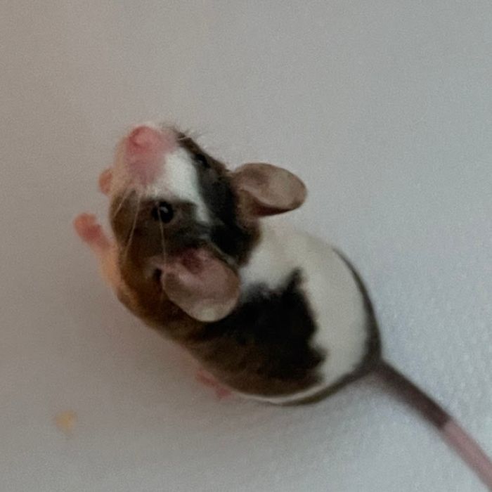 Tochi parado en dos patas, mirando hacía la camara.