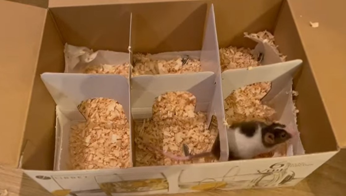 Tochi dentro de su laberinto.